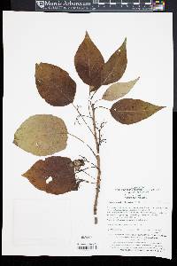 Clematoclethra scandens subsp. hemsleyi image