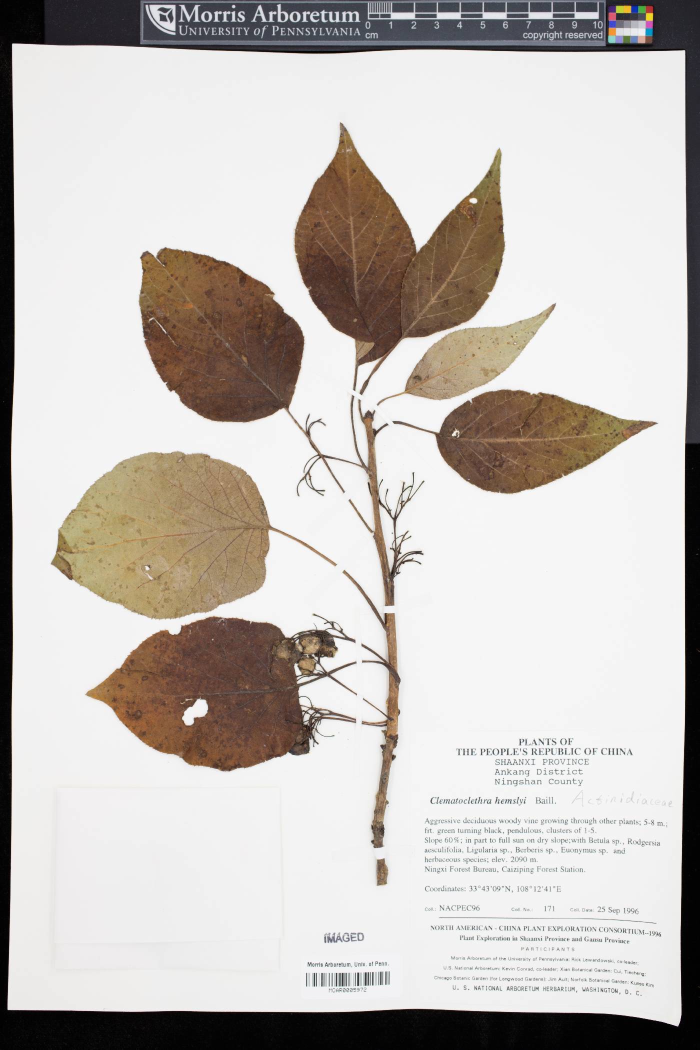 Clematoclethra scandens subsp. hemsleyi image