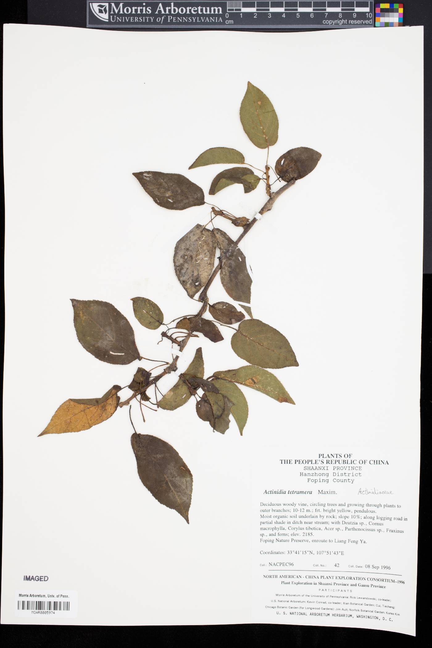 Actinidia tetramera image