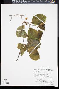 Actinidia arguta image