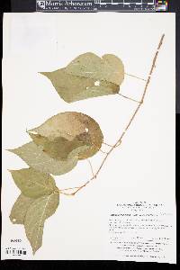 Actinidia polygama image