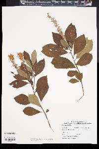 Clethra alnifolia image