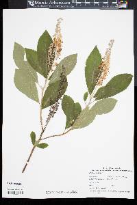 Clethra alnifolia image