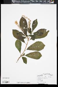 Clethra alnifolia image