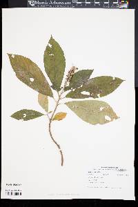 Clethra alnifolia image