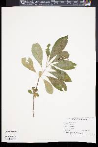 Clethra alnifolia image