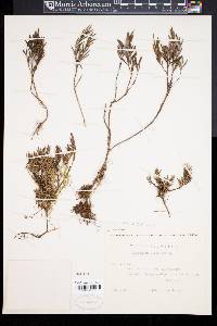 Andromeda polifolia image