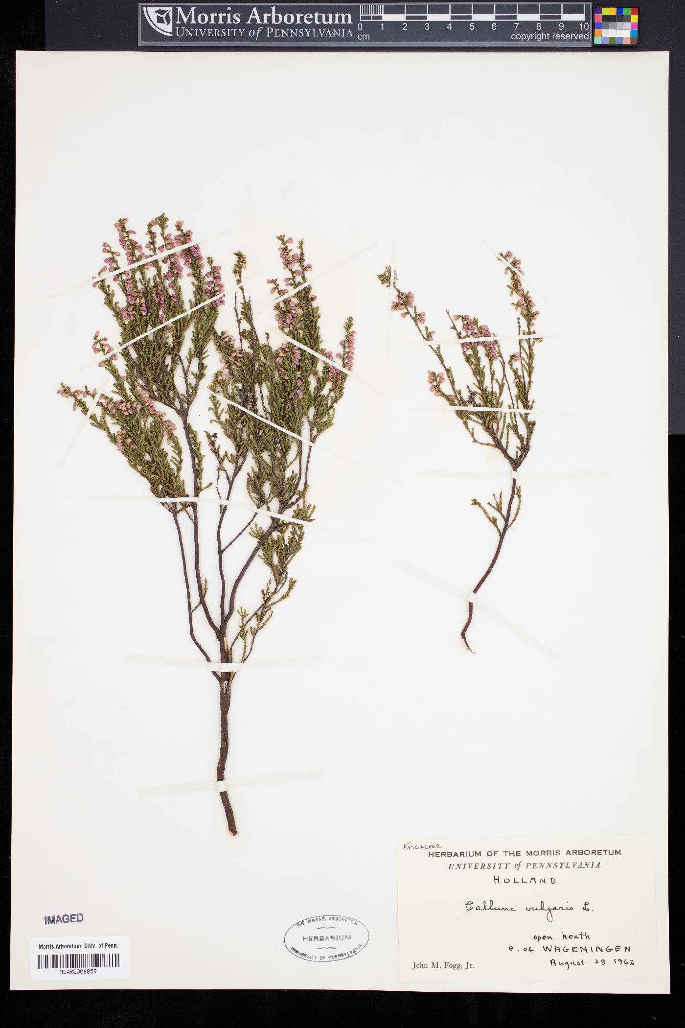 Calluna vulgaris image