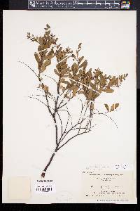 Chamaedaphne calyculata image