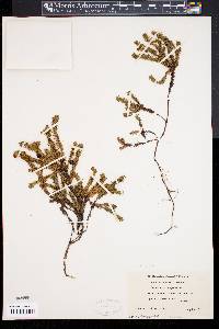 Empetrum nigrum image