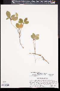 Gaultheria procumbens image