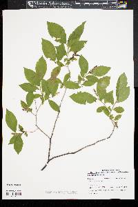 Leucothoe racemosa image