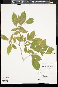 Leucothoe racemosa image