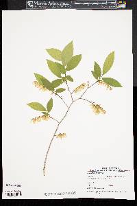 Leucothoe racemosa image