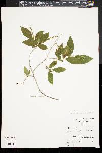 Leucothoe racemosa image