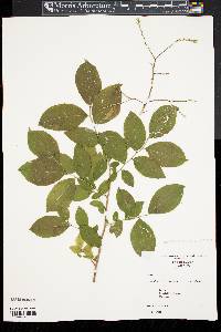 Leucothoe racemosa image