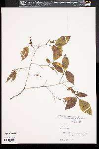 Leucothoe racemosa image