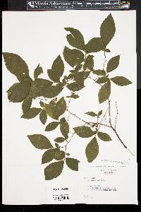 Leucothoe racemosa image