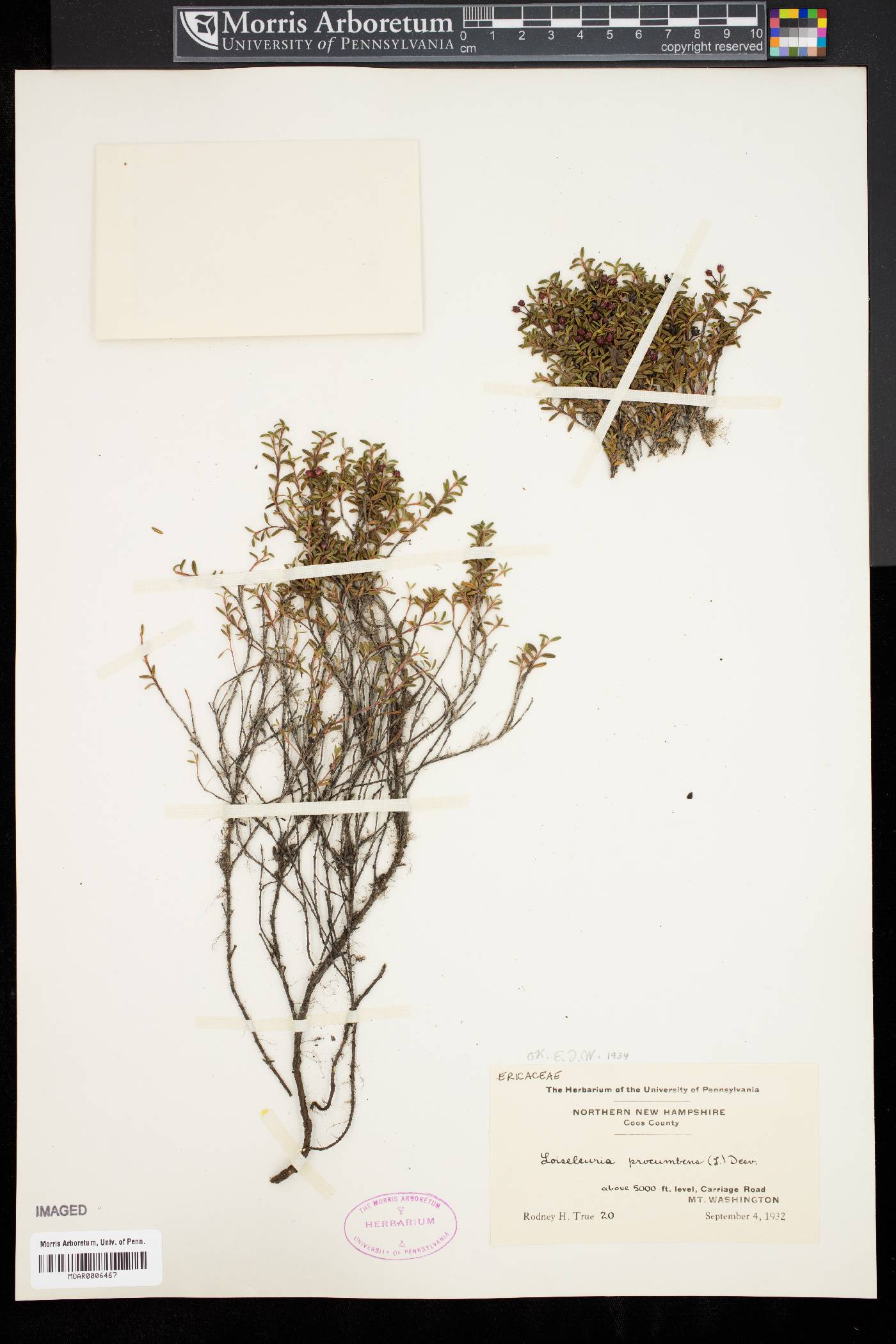 Loiseleuria procumbens image