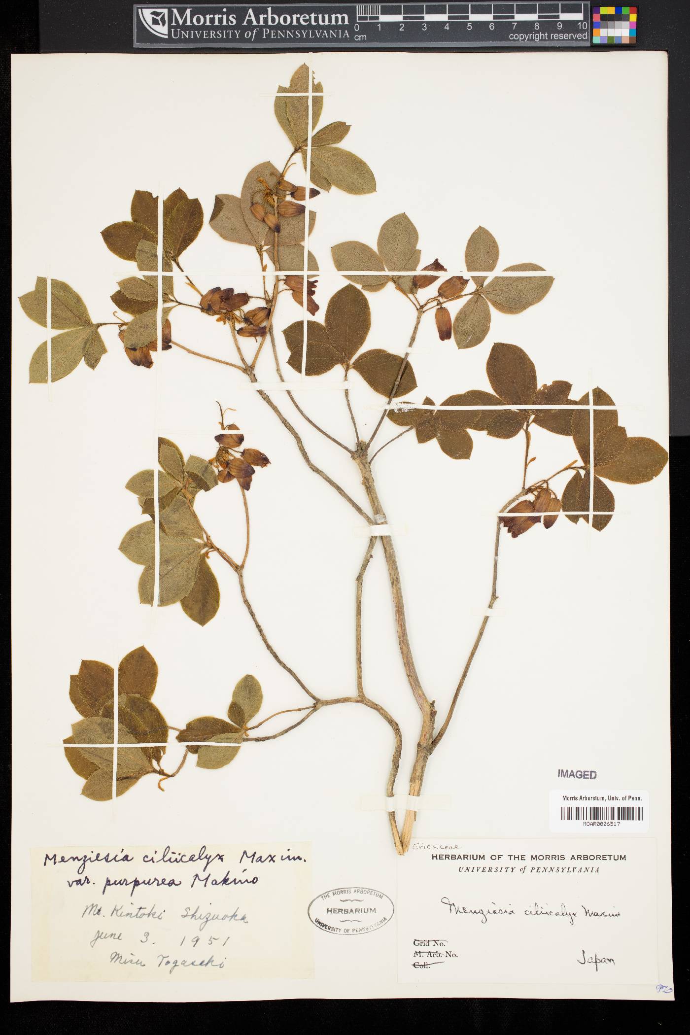 Rhododendron multiflorum image