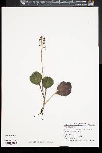 Pyrola americana image