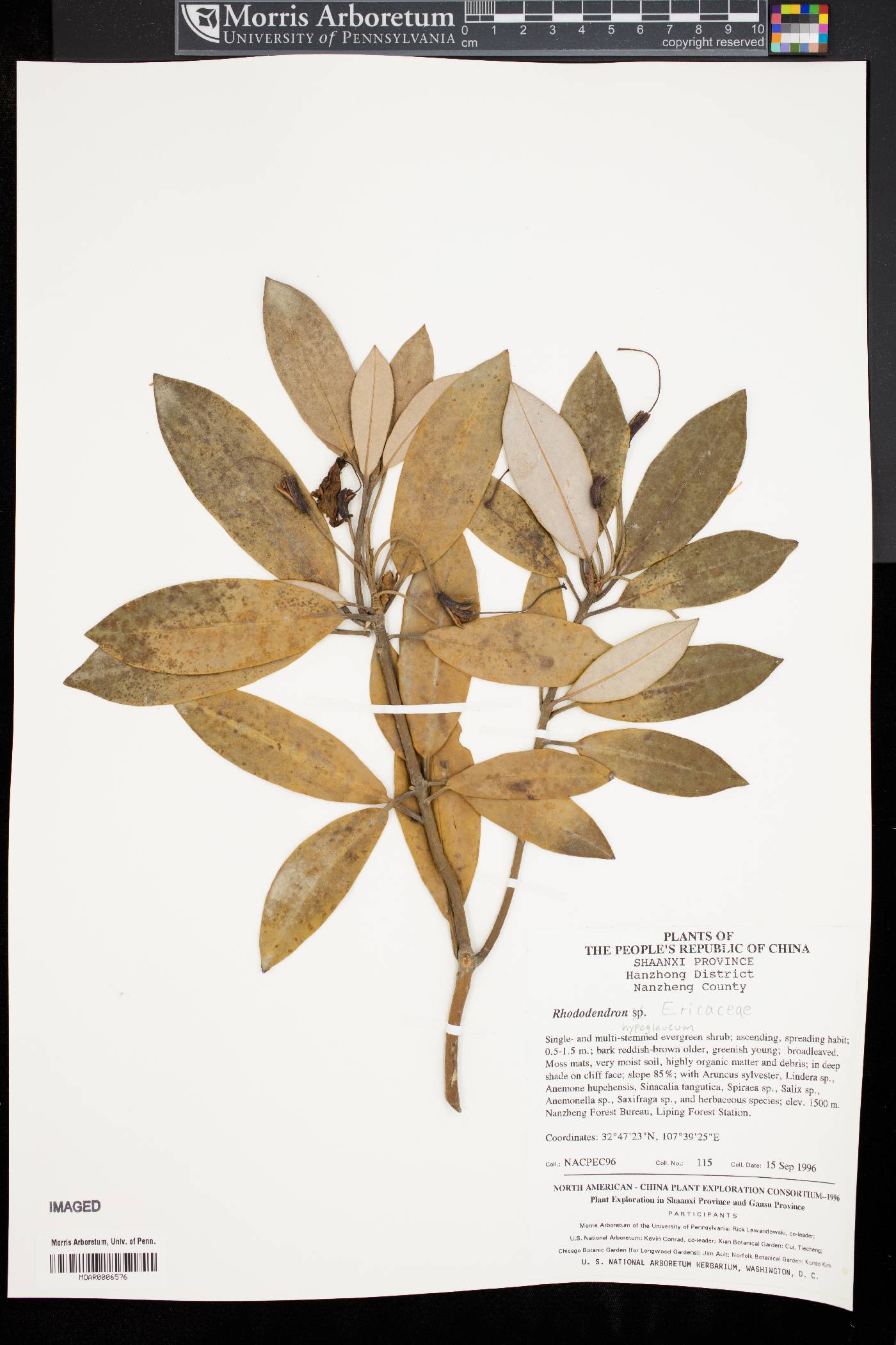 Rhododendron hypoglaucum image