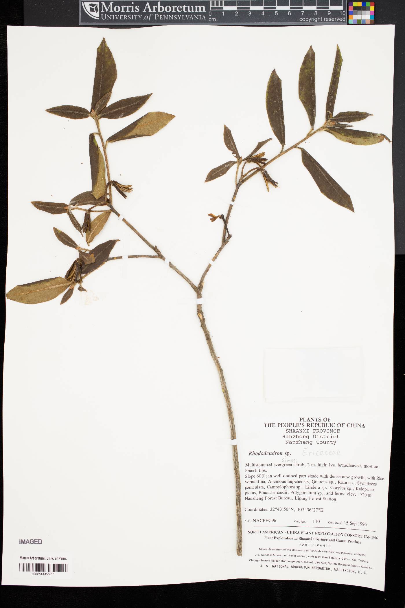 Rhododendron simsii image