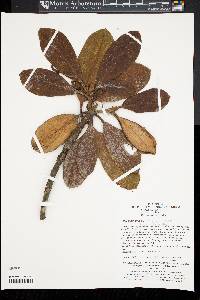 Rhododendron clementinae subsp. aureodorsale image