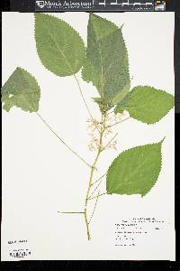 Laportea canadensis image