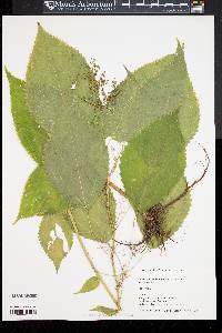 Laportea canadensis image