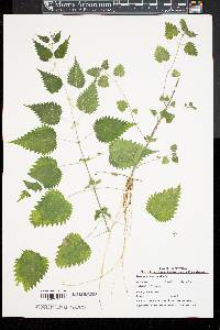 Urtica dioica image