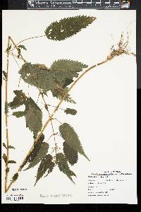 Urtica gracilis image