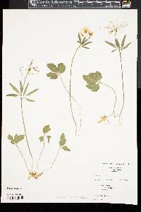 Cardamine angustata image