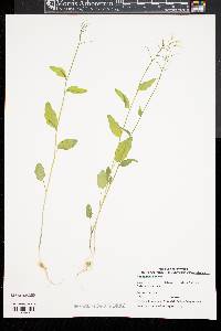 Cardamine bulbosa image