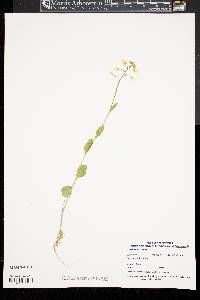 Cardamine bulbosa image