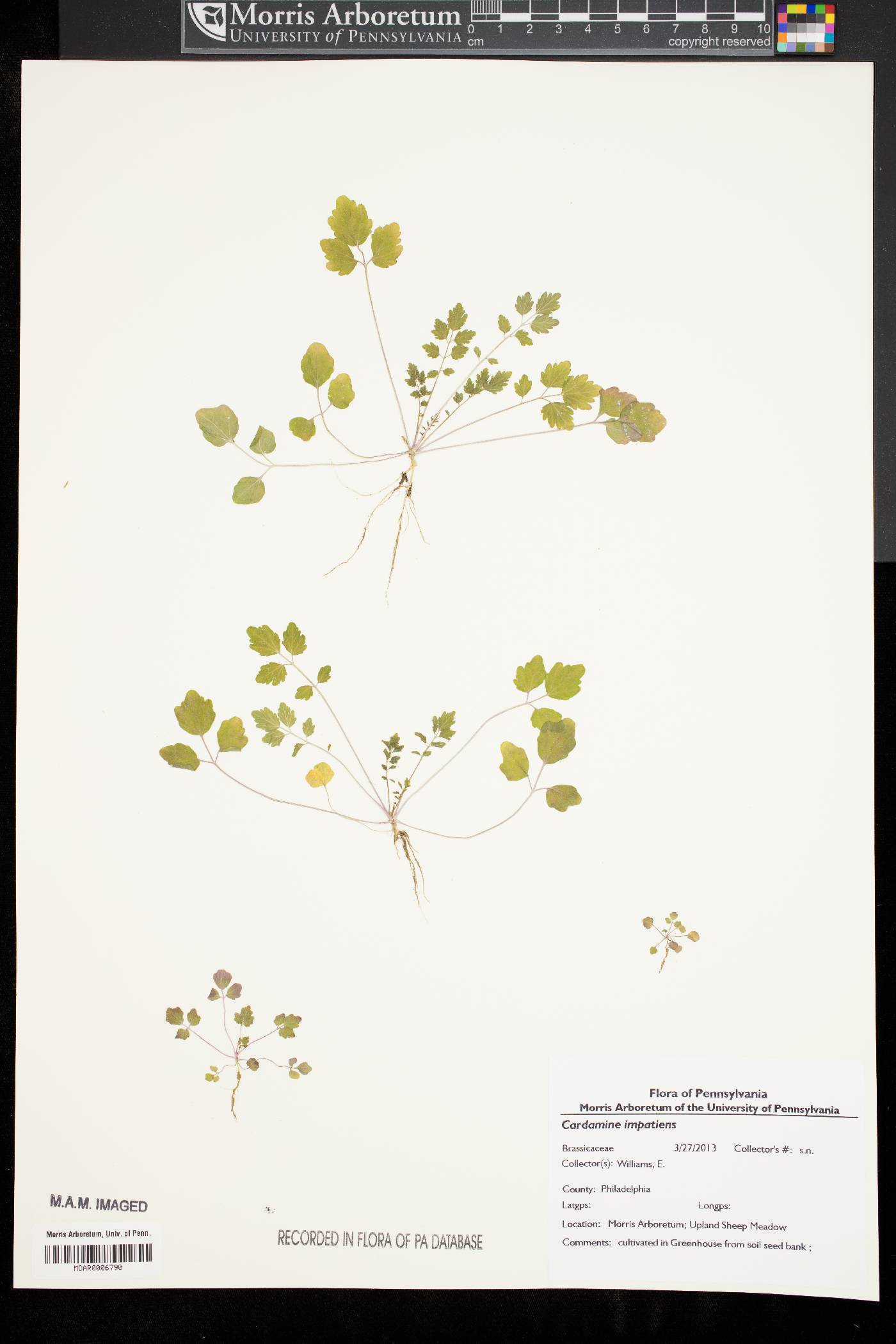 Cardamine impatiens image