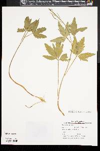 Cardamine maxima image