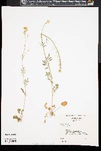 Cardamine pratensis image