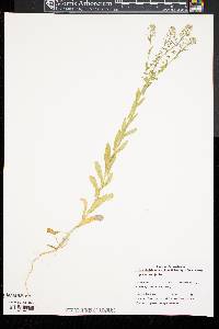 Lepidium campestre image