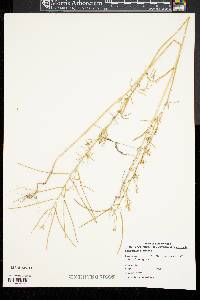 Sisymbrium altissimum image