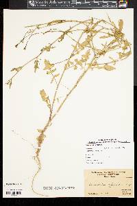 Sisymbrium officinale image