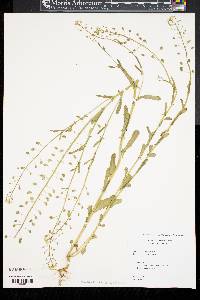 Thlaspi alliaceum image