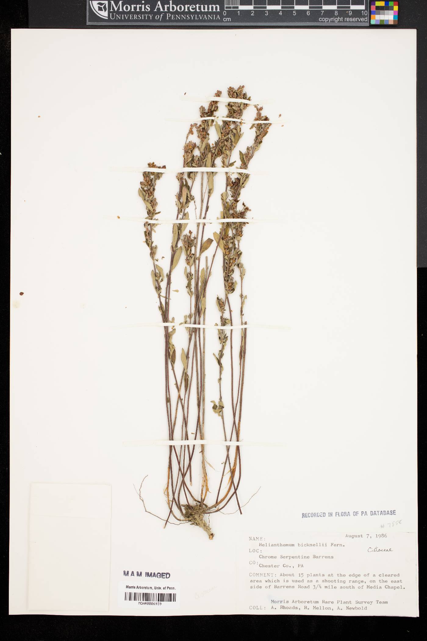 Helianthemum bicknellii image
