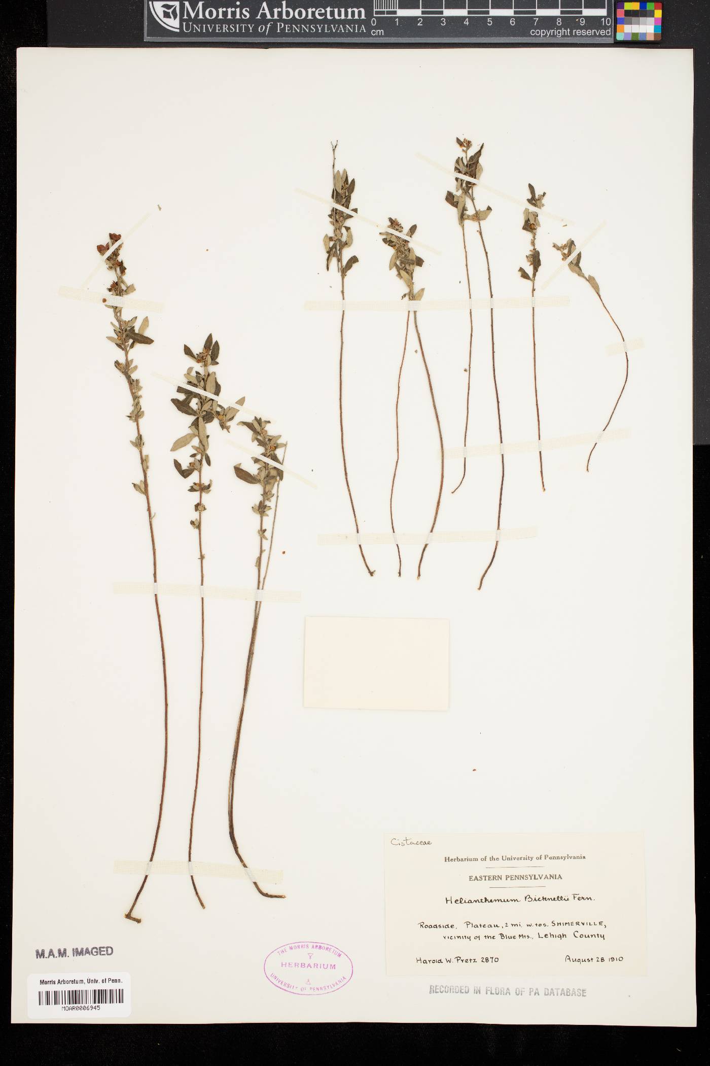 Helianthemum bicknellii image