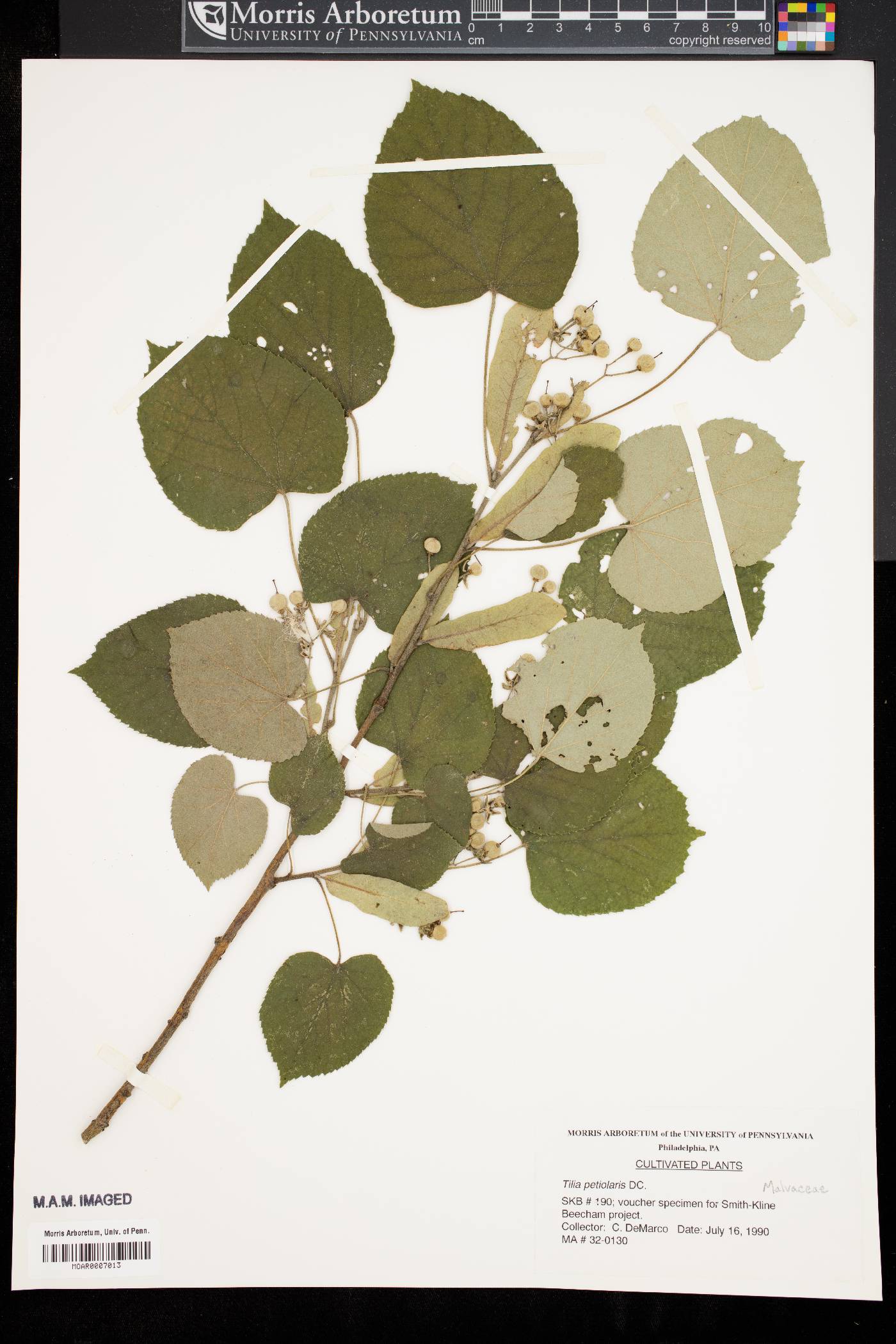 Tilia petiolaris image