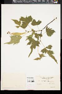 Tilia platyphyllos image