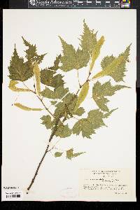 Tilia platyphyllos image