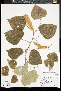 Tilia chinensis image