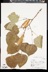 Tilia chinensis image