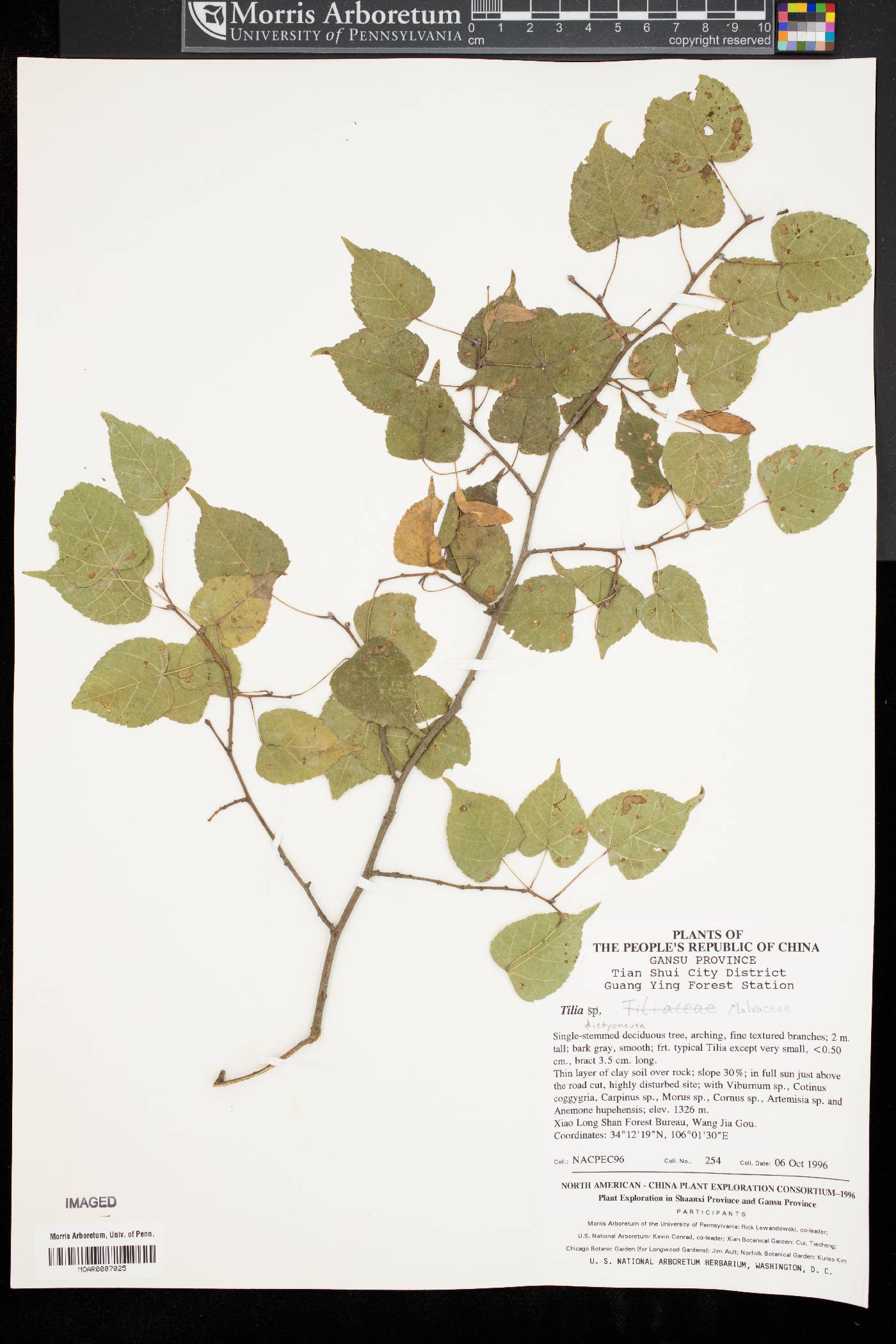 Tilia paucicostata var. dictyoneura image